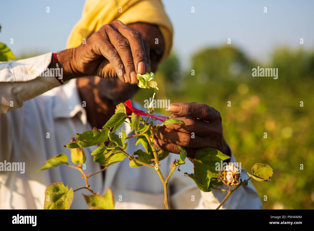 A farmer being trained how to cross pollinate cotton plants at Vasudha