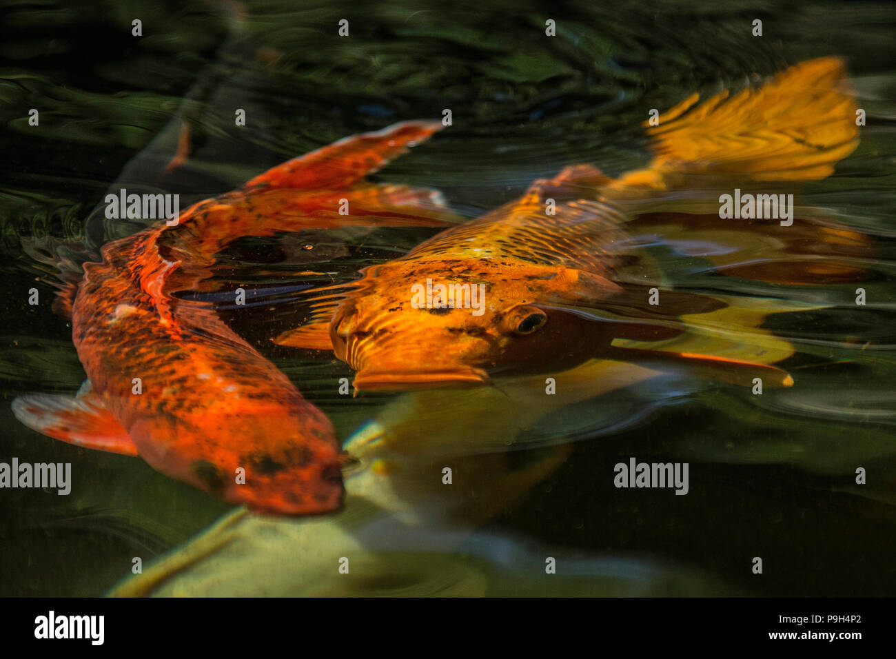 Red and gold Koi Carp or Nishikigoi - Cyprinus carpio - swirling through a fish pond. Stock Photo