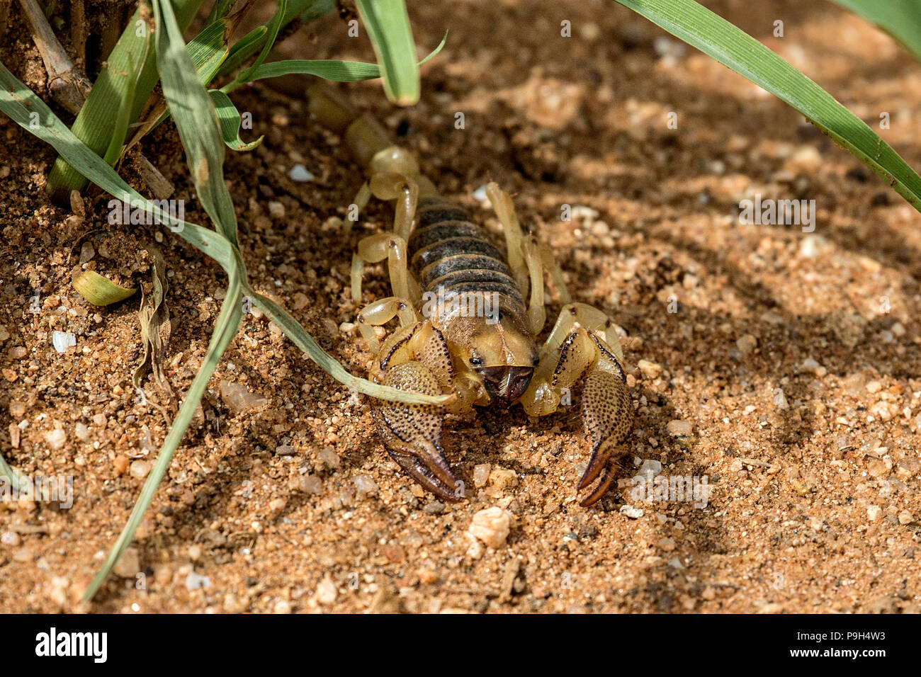 African scorpion - Paruroctonus boreus telson tail - with big pincers, backed into a grass clump for defence, in the bush near Otjiwarongo, Namibia. Stock Photo