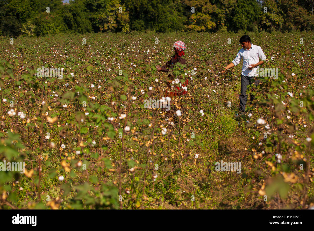 A organic cotton farmer checking his organic cotton on his cotton farm