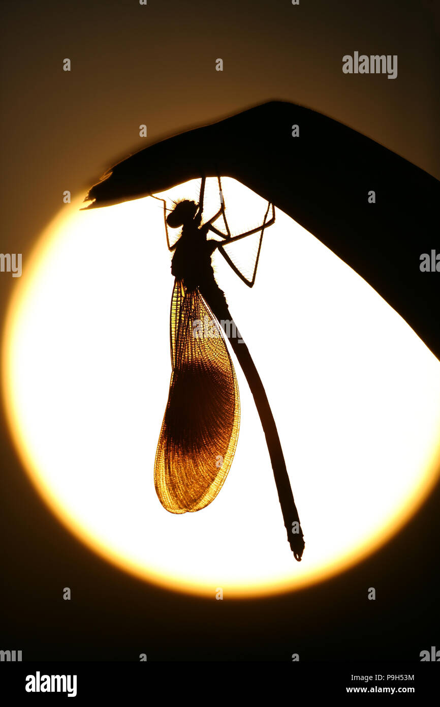 A male banded demoiselle fly silhouetted against the setting sun. Dorset England UK GB Stock Photo
