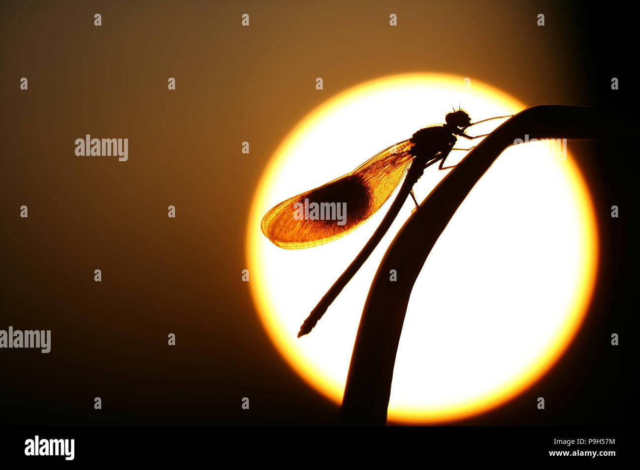 A male banded demoiselle fly silhouetted against the setting sun. Dorset England UK GB Stock Photo