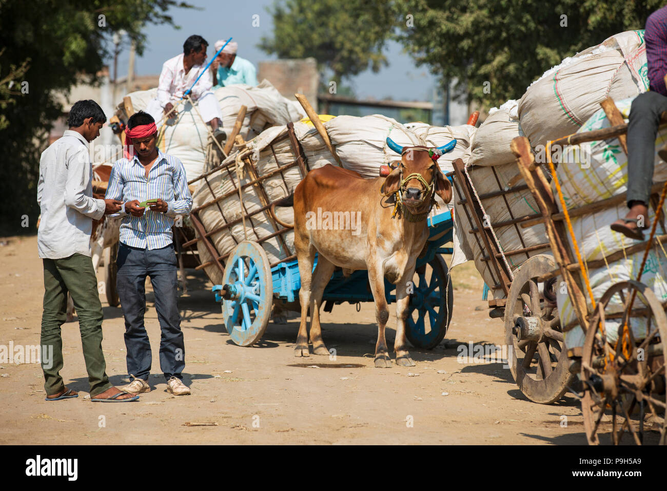 Cotton ginning hires stock photography and images Alamy