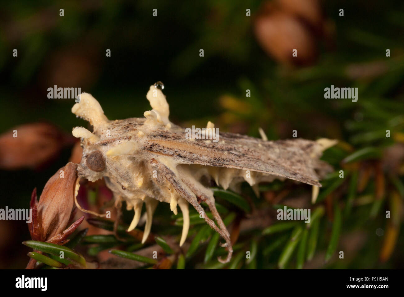 A dead moth that has been infected with fungi whose fruiting bodies are sprouting from it. Research would indicate it is a type of Cordyceps fungi of  Stock Photo