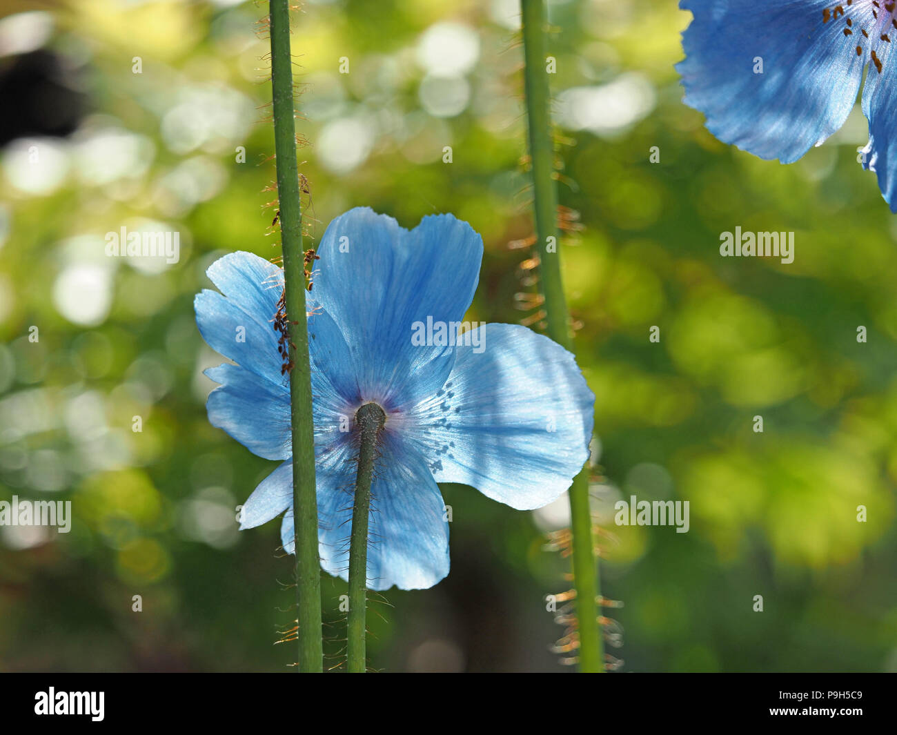 stunningly beautiful backlit translucent blue petals and golden stamens of flowers of Himalayan Blue poppy growing in garden in Cumbria, England ,UK Stock Photo