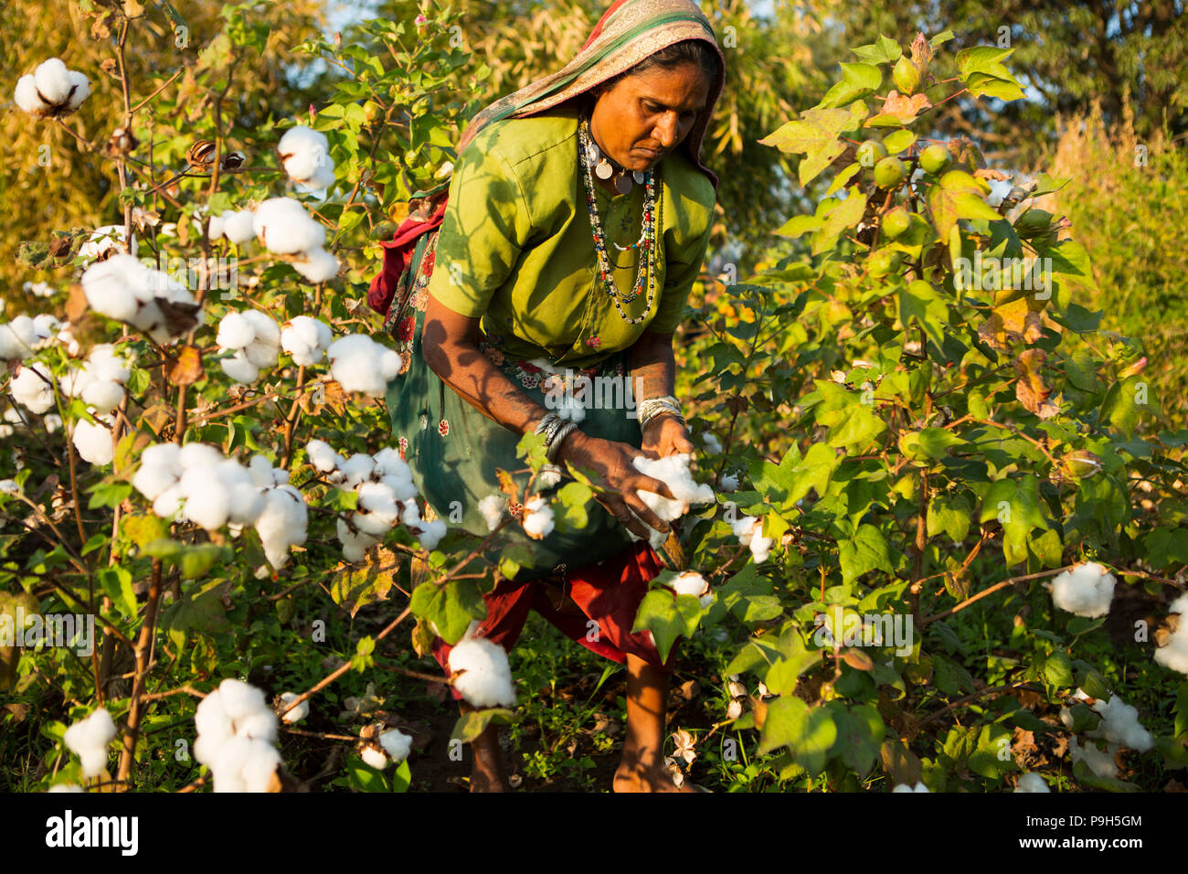 Organic cotton india hires stock photography and images Alamy