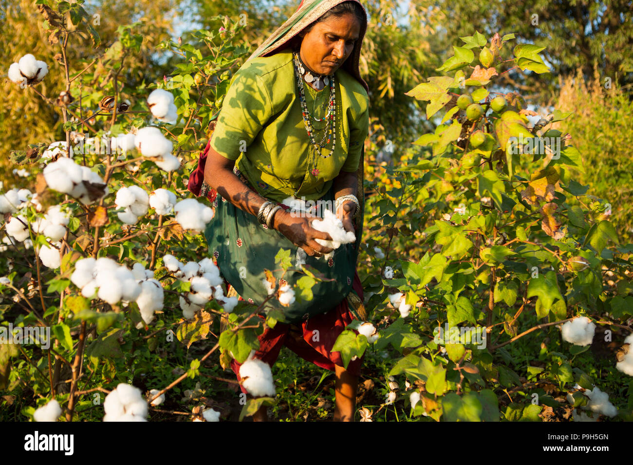 Cotton picking india hires stock photography and images Alamy