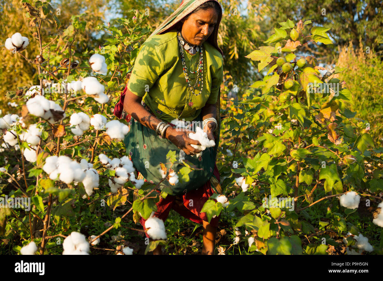 A farmer harvesting organic cotton on their family farm in Sendhwa, India. Stock Photo