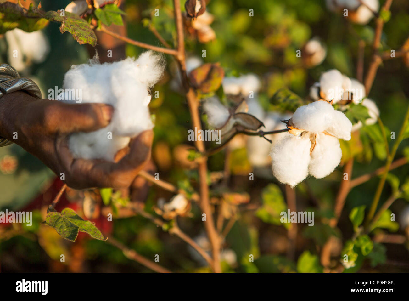 A farmer harvesting organic cotton on their family farm in Sendhwa, India. Stock Photo