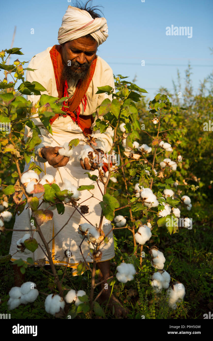 A man harvesting cotton hi-res stock photography and images - Alamy