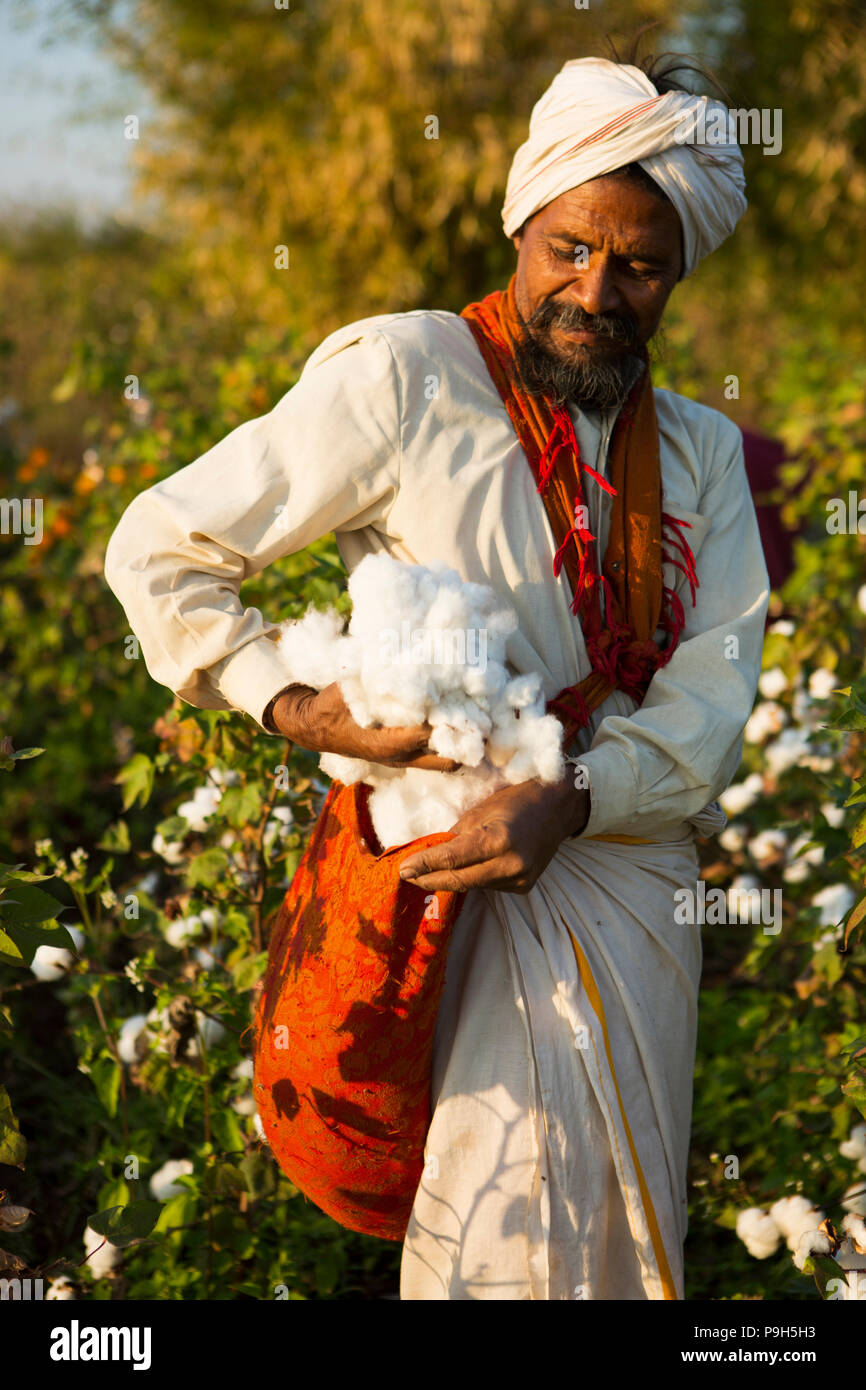 A farmer harvesting organic cotton on their family farm in Sendhwa, India. Stock Photo
