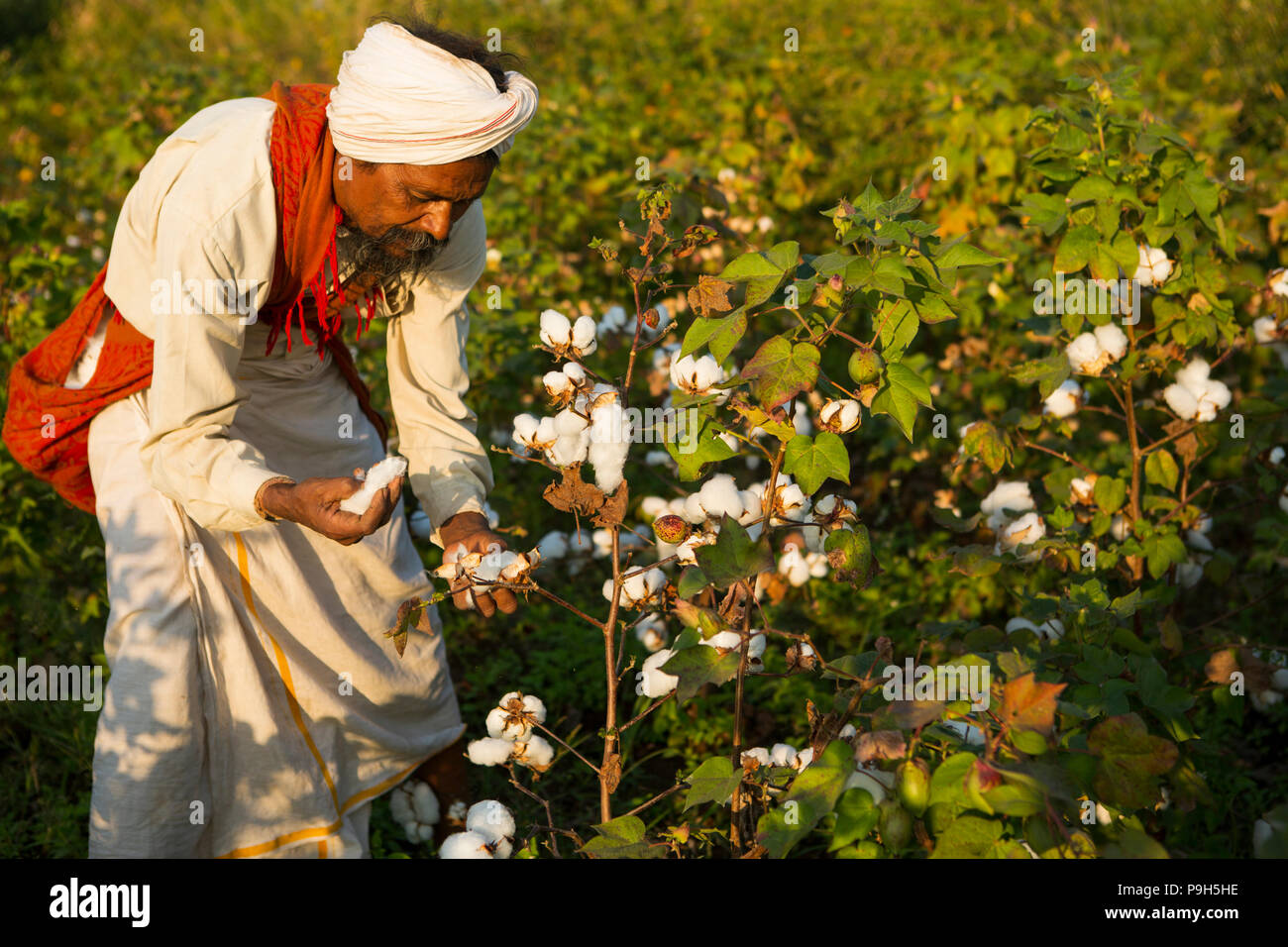 Woman cotton farmer india hi-res stock photography and images - Alamy