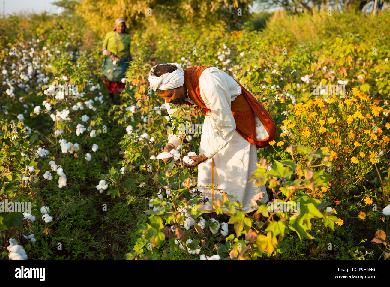 Intercropping hires stock photography and images Alamy