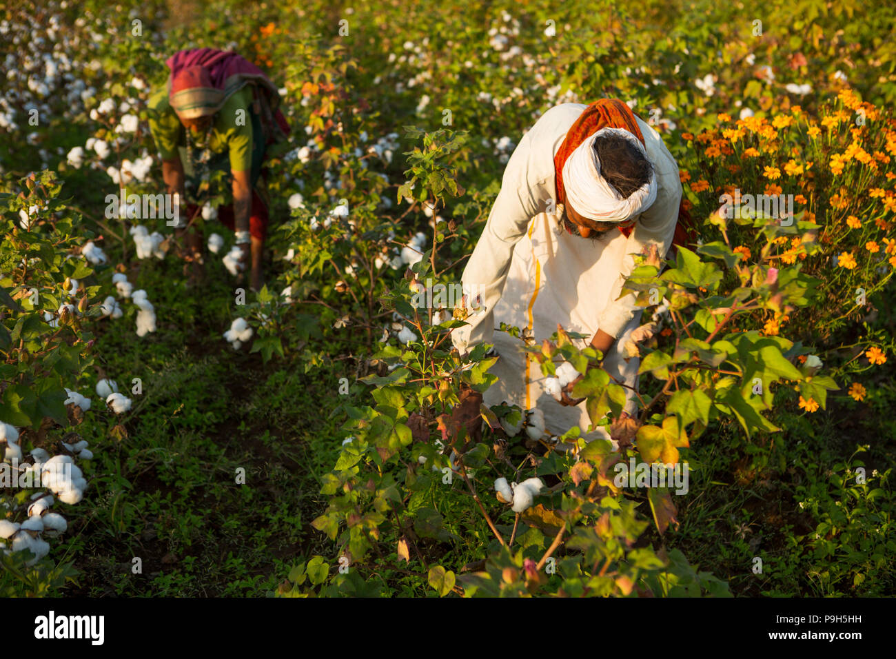 Husband and wife farmers harvest their organic cotton together on their farm in  Sendhwa, India. Stock Photo