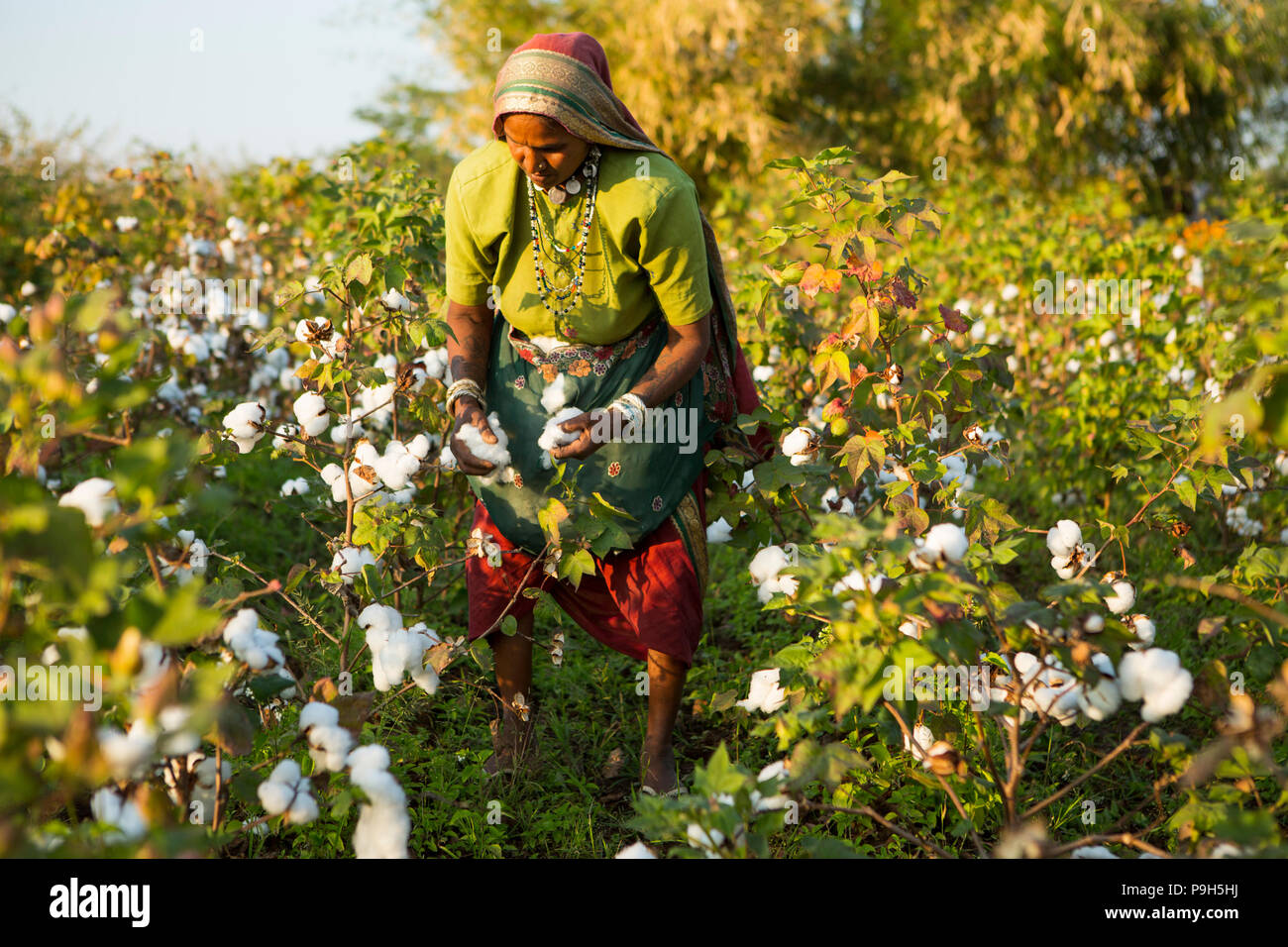 A farmer harvesting organic cotton on their family farm in Sendhwa, India. Stock Photo