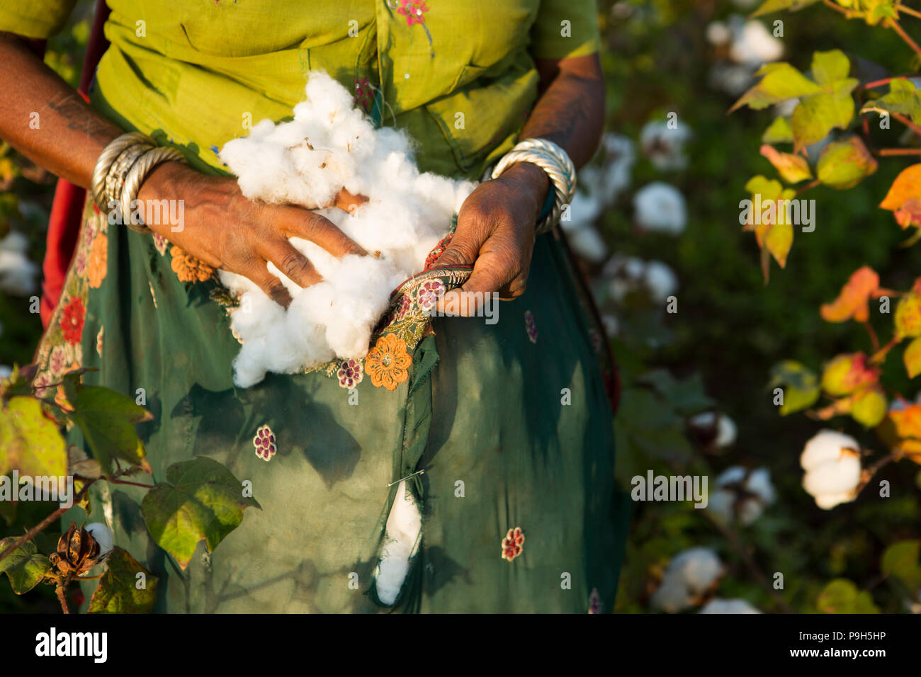 Female farmers hands harvesting organic cotton on their family farm in Sendhwa, India. Stock Photo