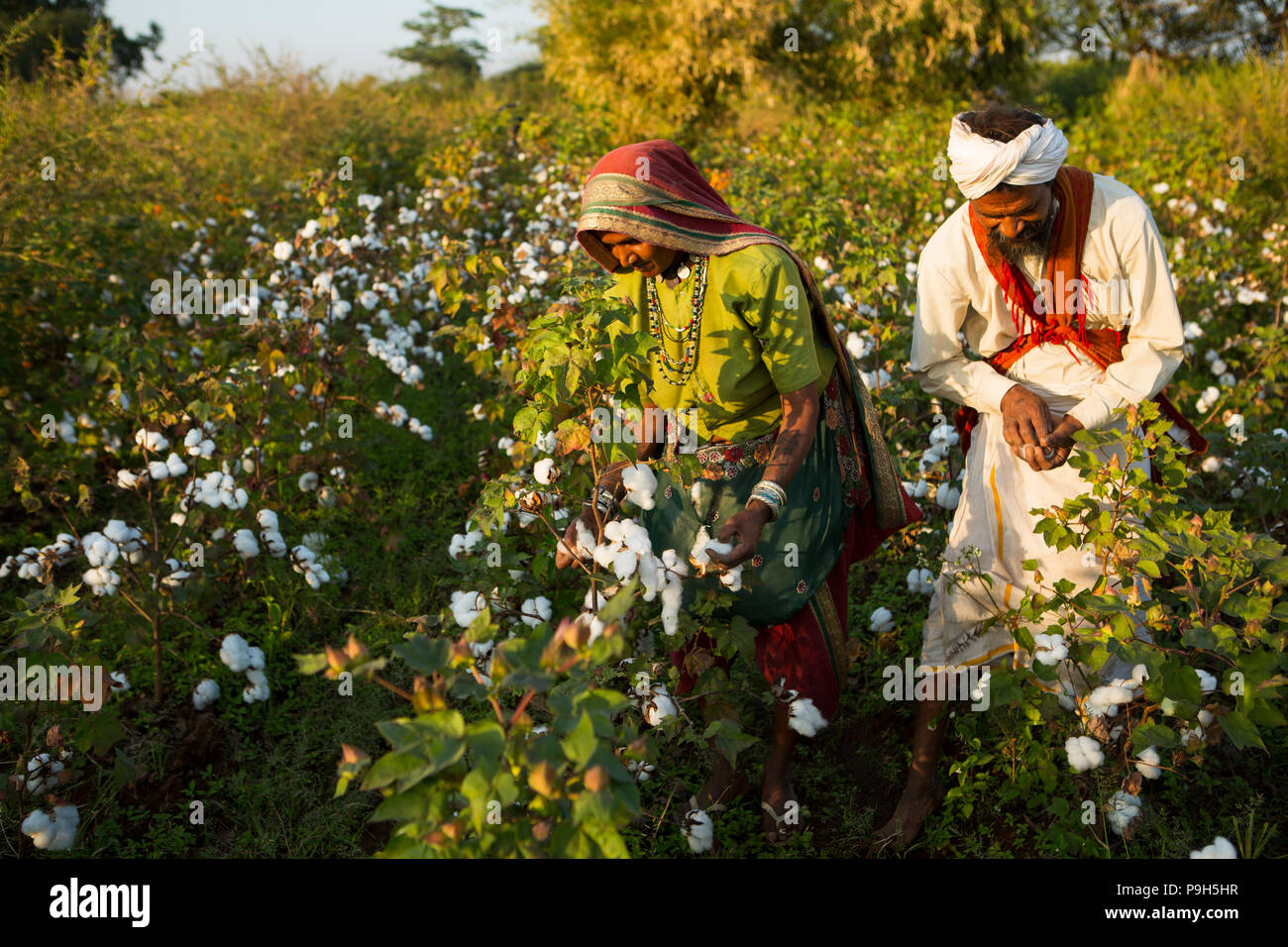 Husband and wife farmers harvest their organic cotton together on their farm in  Sendhwa, India. Stock Photo