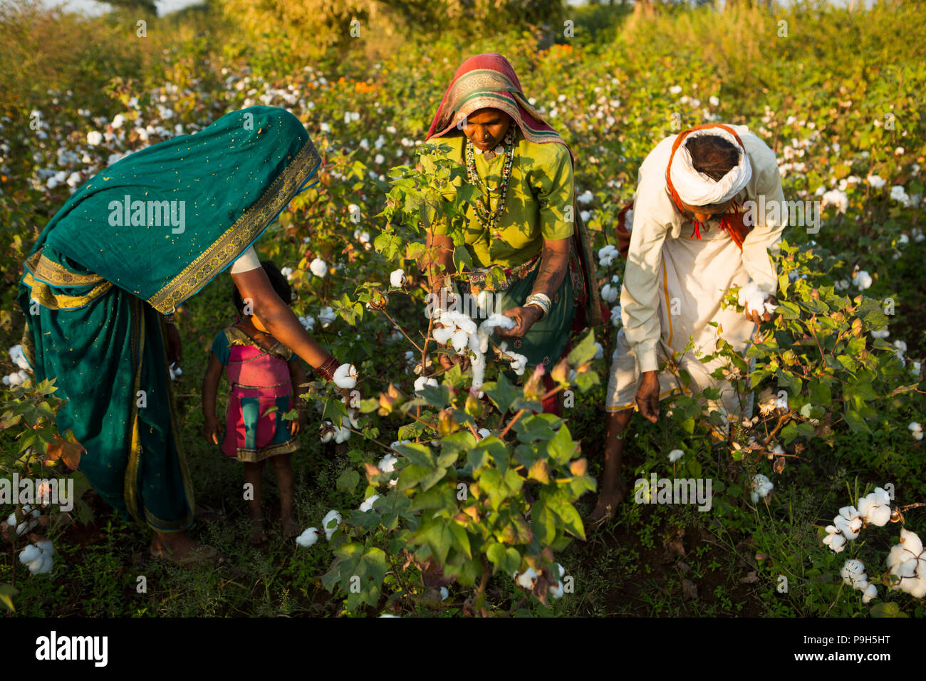 Picking cotton india hires stock photography and images Alamy