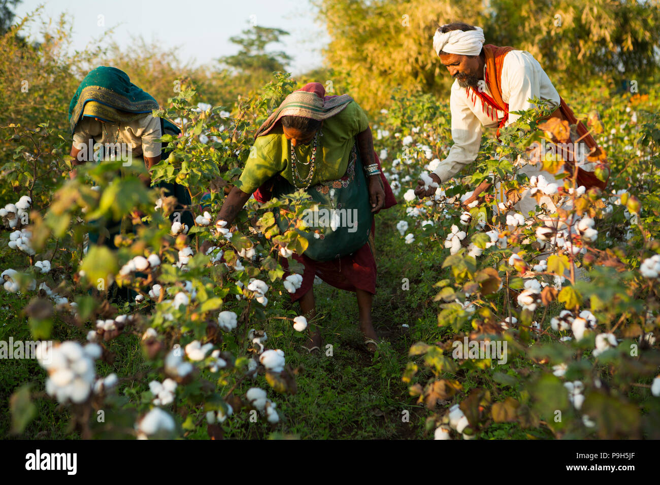Picking cotton india hires stock photography and images Alamy