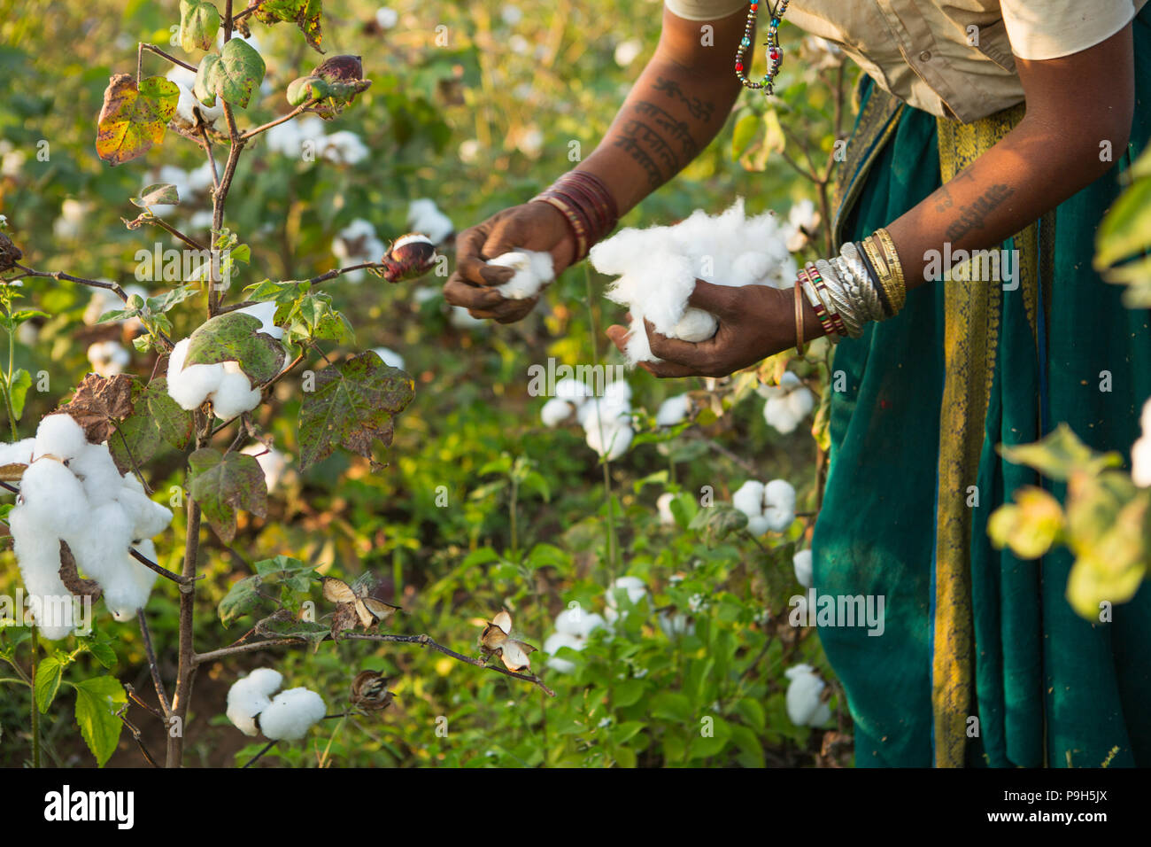 Female farmers hands harvesting organic cotton on their family farm in Sendhwa, India. Stock Photo