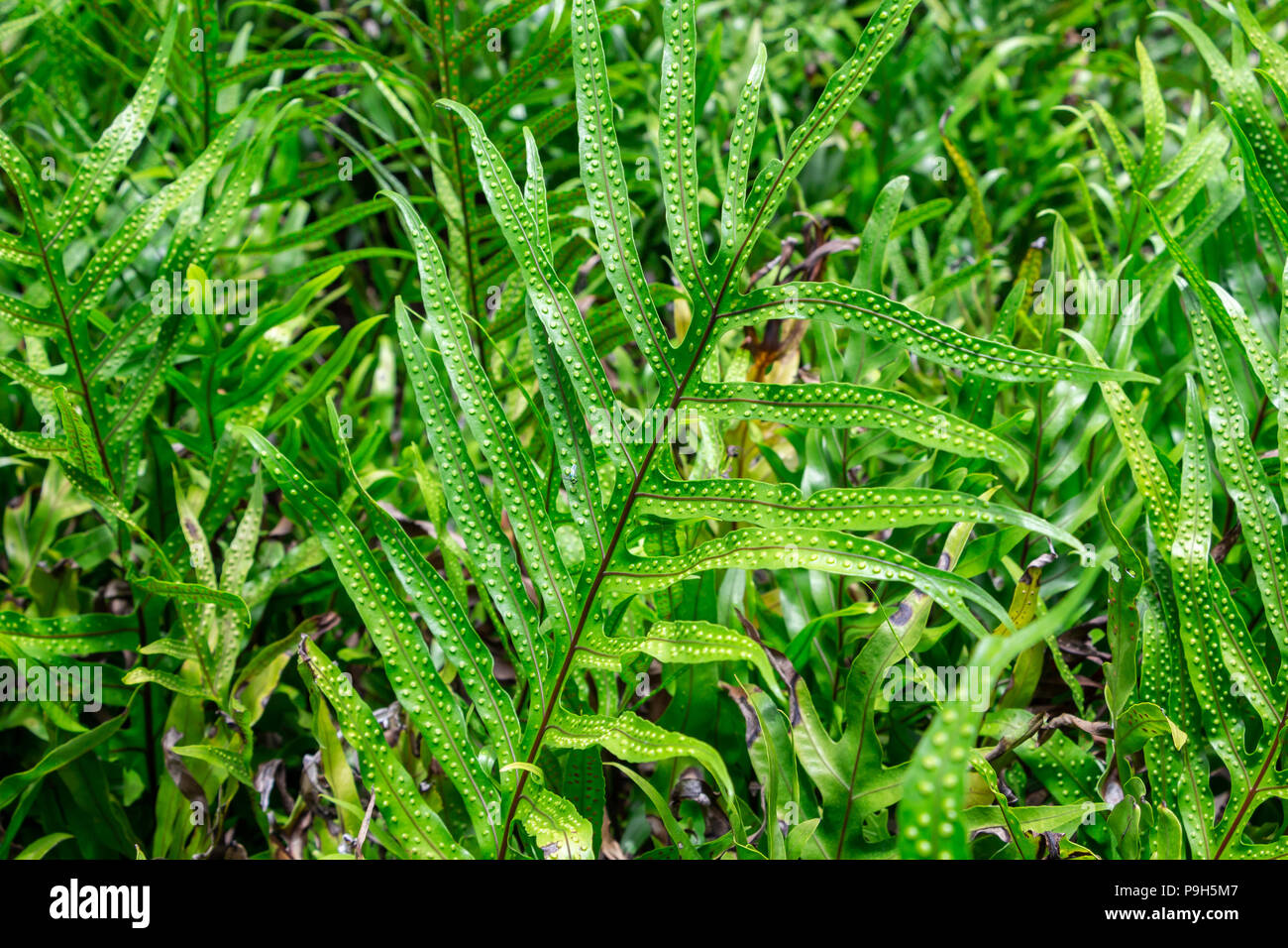 Wart fern (Microsorum grossum) - Davie, Florida, USA Stock Photo