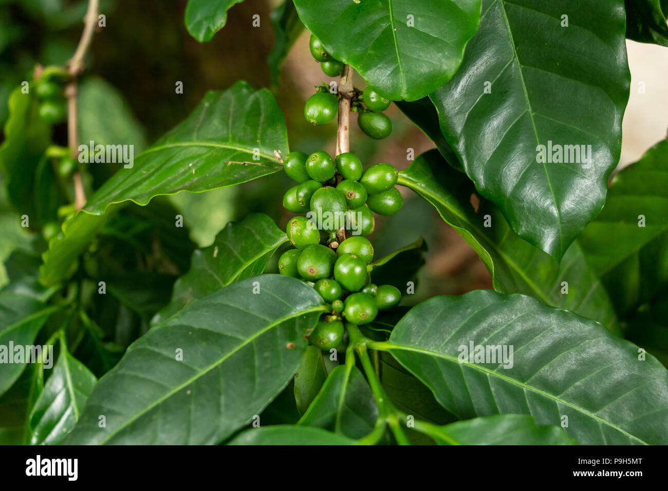 Arabian coffee beans (Coffea arabica), green, growing on plant - Davie, Florida, USA Stock Photo