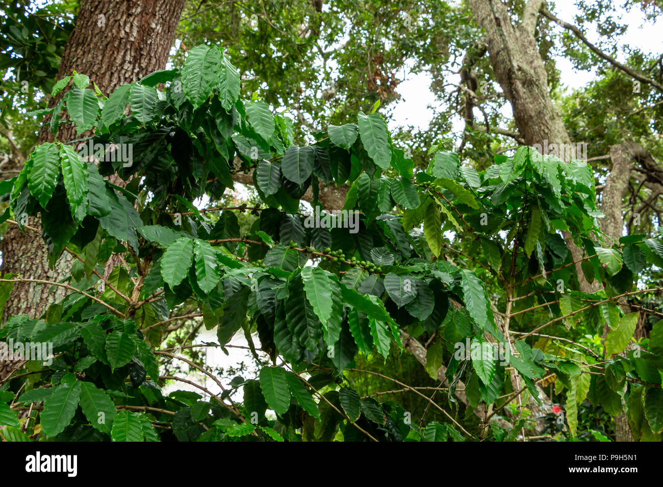 Arabian coffee plant (Coffea arabica), with green beans - Davie, Florida, USA Stock Photo