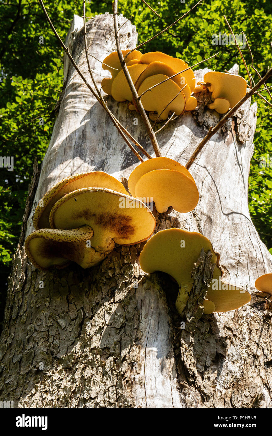 Large, yellow and brown, flat fungus growing on the side of a tree on the Isle of Bute, Scotland. Stock Photo