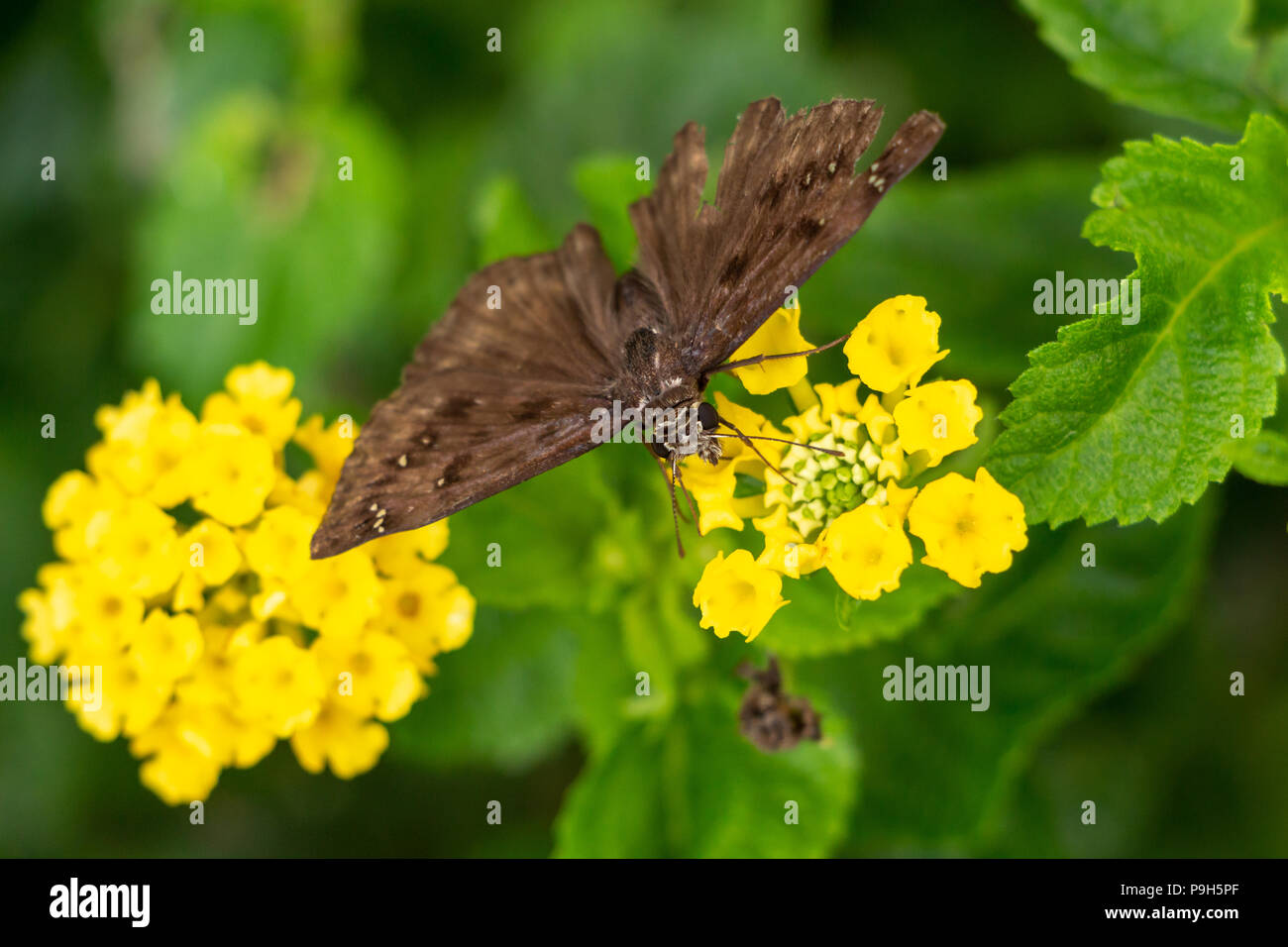 Horace's duskywing butterfly (Erynnis horatius), male, feeding on pineland lantana flower - Davie, Florida, USA Stock Photo