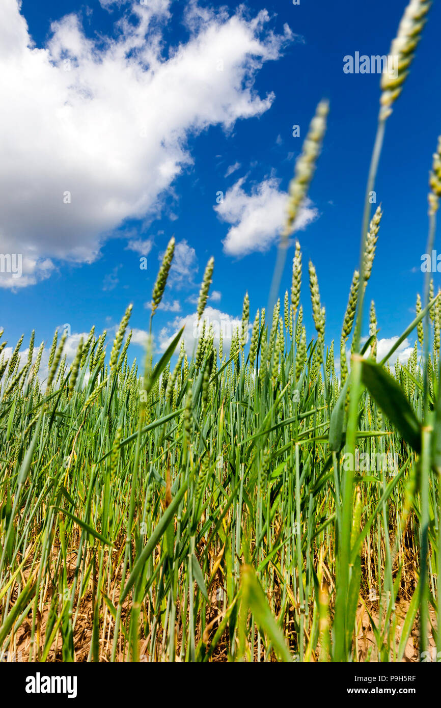 Spring Wheat Field the usual wheat field in spring, the green spikelets are only outgrowth ...