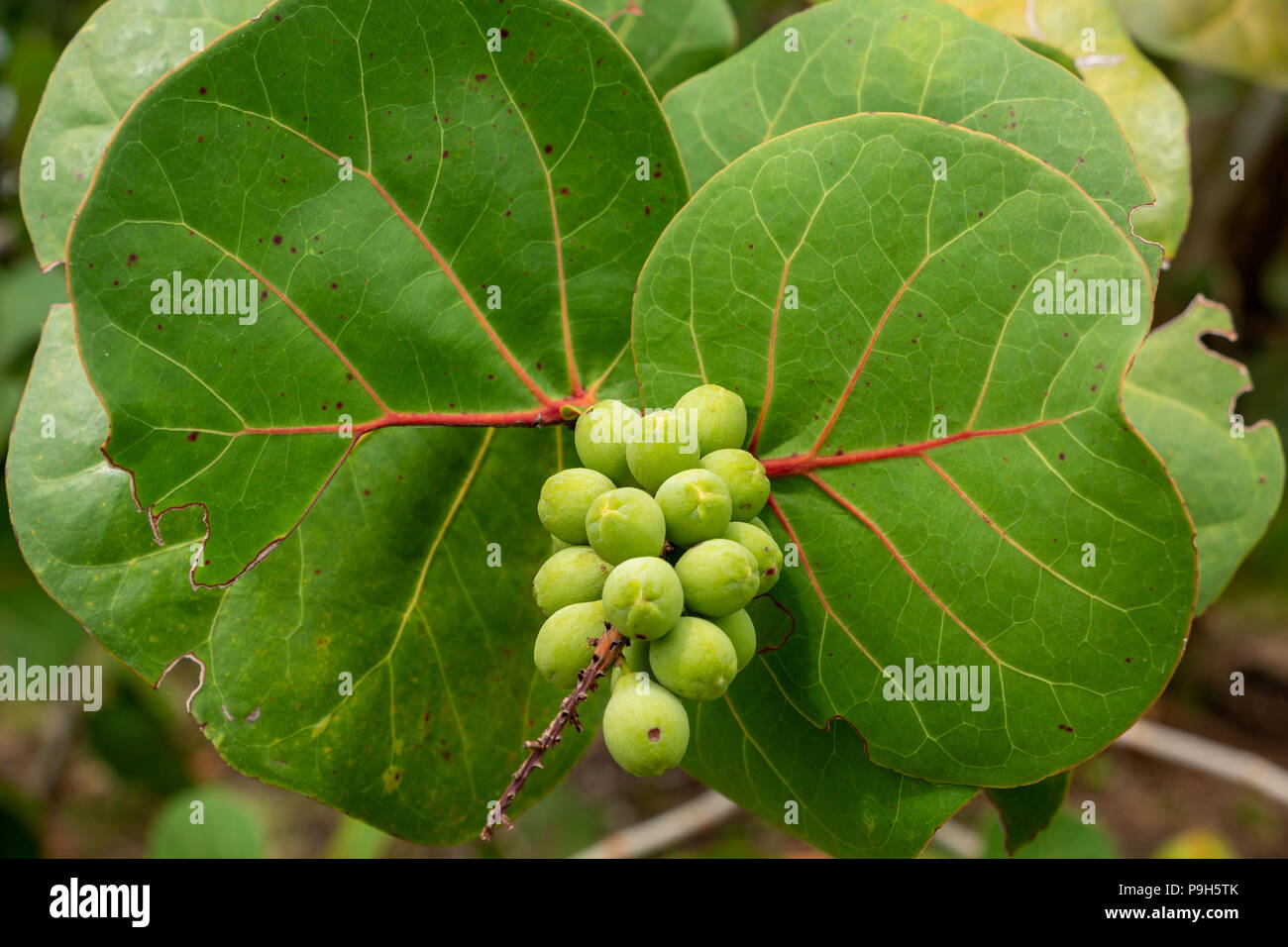Seagrape (Coccoloba uvifera) fruit closeup, green - Topeekeegee Yugnee (TY) Park, Hollywood, Florida, USA Stock Photo
