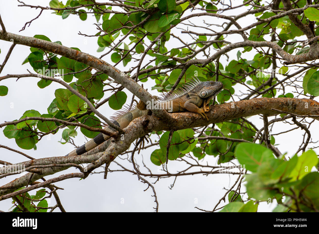 Green iguana (iguana iguana), male, orange color, on seagrape (Coccoloba uvifera) tree branch - Topeekeegee Yugnee (TY) Park, Hollywood, Florida, USA Stock Photo
