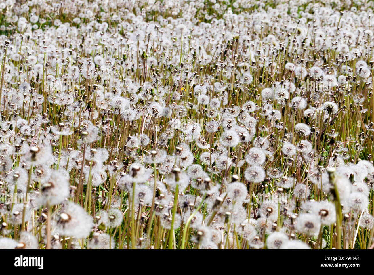 Picture spring field dandelions hi-res stock photography and images - Alamy