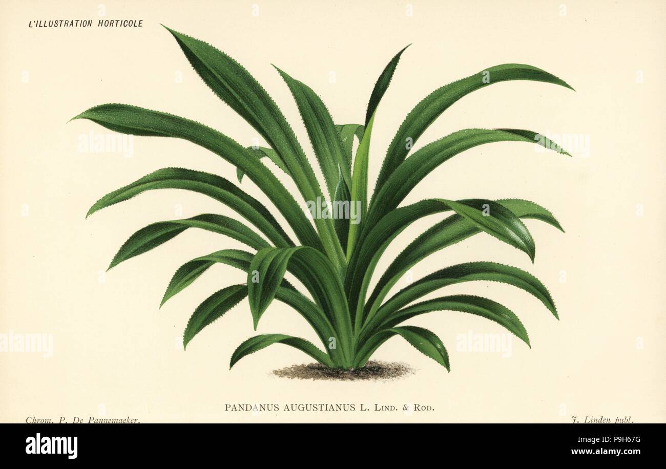 Screw pine, Pandanus augustianus. Chromolithograph by Pieter de Pannemaeker from Jean Linden's l'Illustration Horticole, Brussels, 1885. Stock Photo