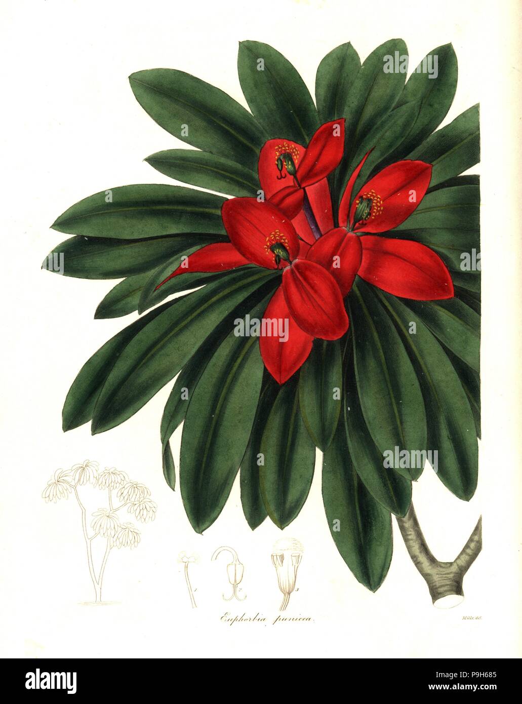 Jamaican poinsettia or Crimson-flowered euphorbia, Euphorbia punicea. Handcoloured copperplate engraving after a botanical illustration by Mills from Benjamin Maund and the Rev. John Stevens Henslow's The Botanist, London, 1836. Stock Photo