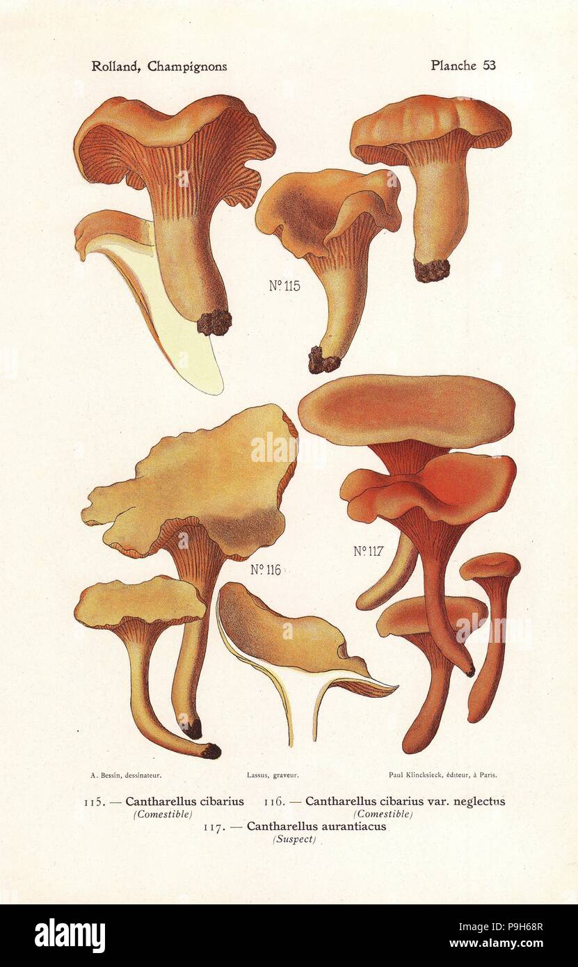 Chanterelle mushrooms, Cantharellus cibarius and Cantharellus cibarius var. neglectus, and false chanterelle, Hygrophoropsis aurantiaca (Cantharellus aurantiacus). Chromolithograph by Lassus after an illustration by A. Bessin from Leon Rolland's Guide to Mushrooms from France, Switzerland and Belgium, Atlas des Champignons, Paul Klincksieck, Paris, 1910. Stock Photo