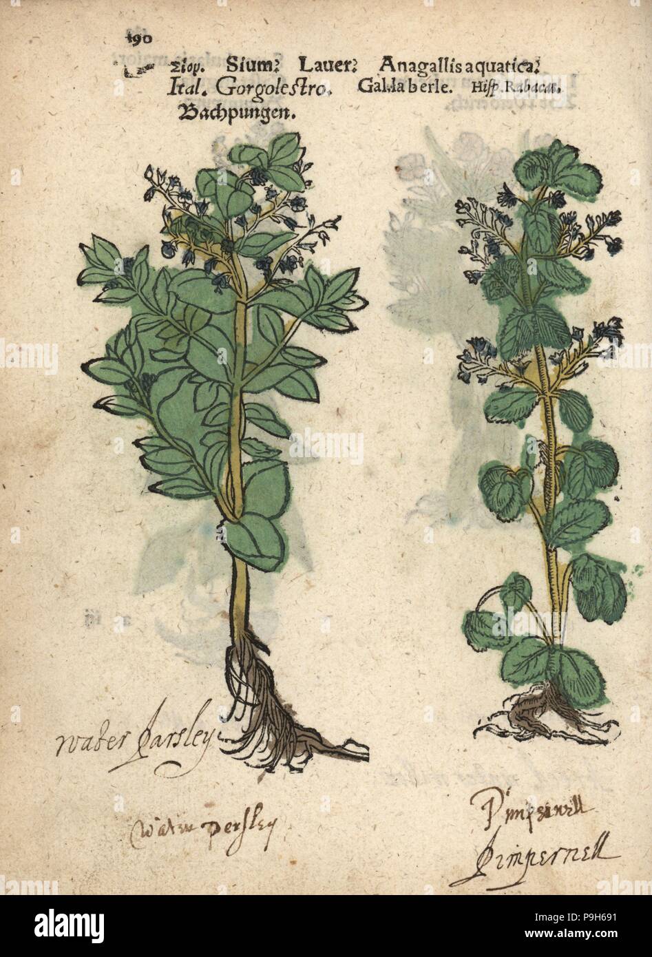 Water parsnip, Sium suave, and water speedwell, Veronica anagallis-aquatica. Handcoloured woodblock engraving of a botanical illustration from Adam Lonicer's Krauterbuch, or Herbal, Frankfurt, 1557. This from a 17th century pirate edition or atlas of illustrations only, with captions in Latin, Greek, French, Italian, German, and in English manuscript. Stock Photo