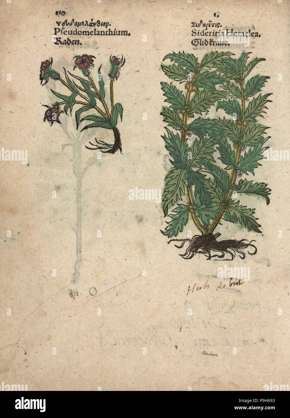 Corncockle, Agrostemma githago, and woundwort, Stachys heraclea. Handcoloured woodblock engraving of a botanical illustration from Adam Lonicer's Krauterbuch, or Herbal, Frankfurt, 1557. This from a 17th century pirate edition or atlas of illustrations only, with captions in Latin, Greek, French, Italian, German, and in English manuscript. Stock Photo