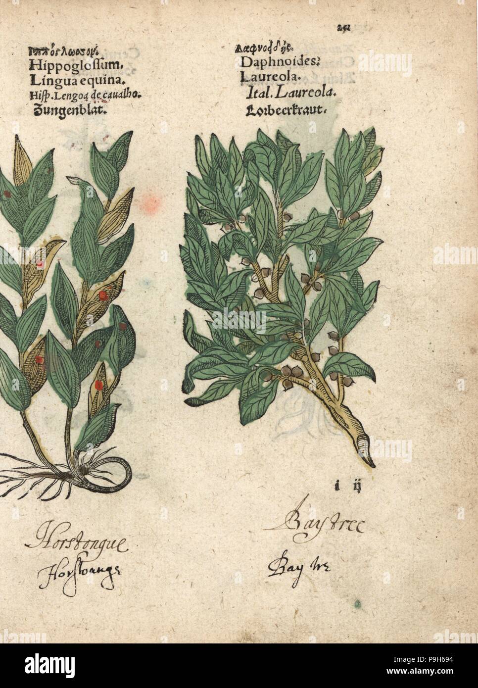 Spineless butcher's-broom, Ruscus hypoglossum, and spurge laurel, Daphne laureola. Handcoloured woodblock engraving of a botanical illustration from Adam Lonicer's Krauterbuch, or Herbal, Frankfurt, 1557. This from a 17th century pirate edition or atlas of illustrations only, with captions in Latin, Greek, French, Italian, German, and in English manuscript. Stock Photo