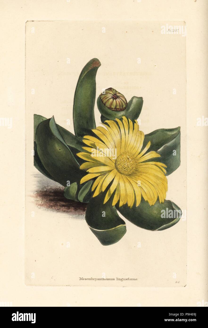 Glottiphyllum linguiforme (Mesembryanthemum linguaeforme). Handcoloured copperplate engraving by George Cooke from Conrad Loddiges' Botanical Cabinet, Hackney, 1828. Stock Photo