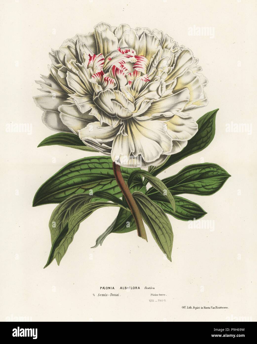 White Chinese peony, Paeonia lactiflora (Paeonia albiflora festiva). Handcoloured lithograph from Louis van Houtte and Charles Lemaire's Flowers of the Gardens and Hothouses of Europe, Flore des Serres et des Jardins de l'Europe, Ghent, Belgium, 1867-1868. Stock Photo