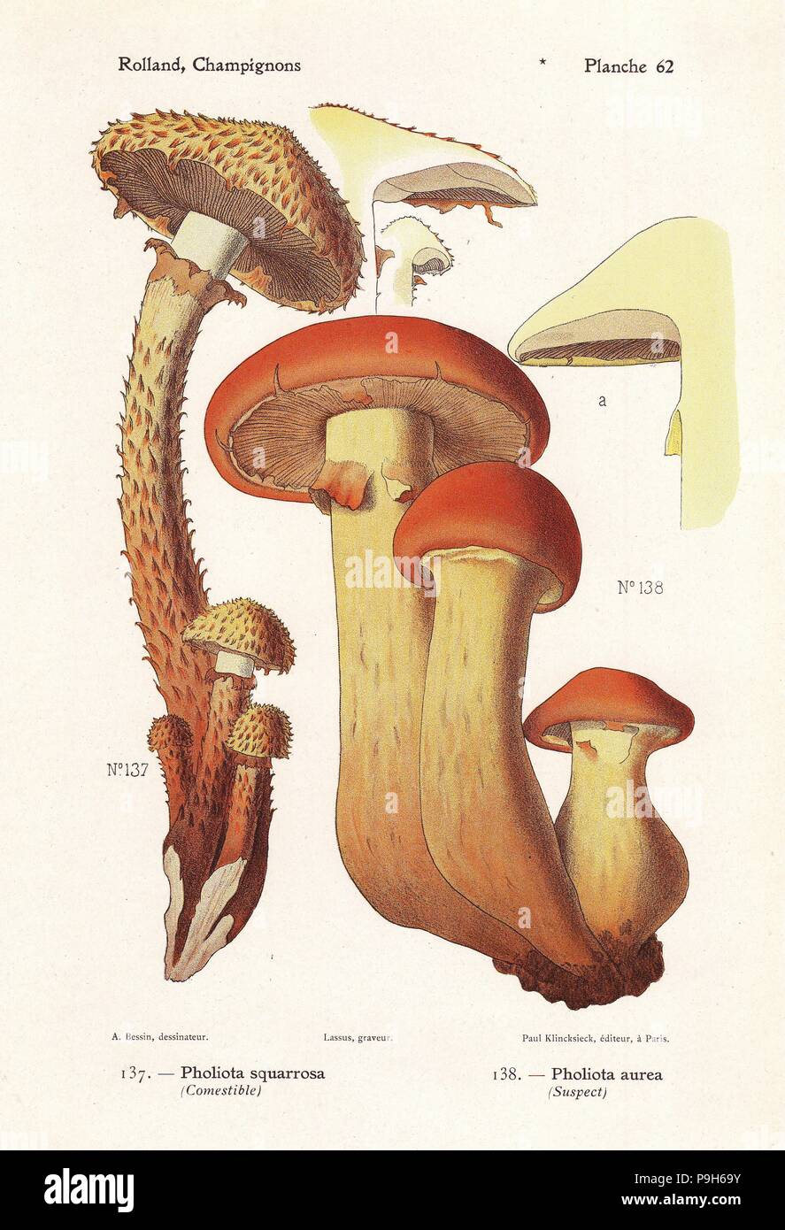 Shaggy scalycap, Pholiota squarrosa, and golden pholiota, Pholiota aurea. Chromolithograph by Lassus after an illustration by A. Bessin from Leon Rolland's Guide to Mushrooms from France, Switzerland and Belgium, Atlas des Champignons, Paul Klincksieck, Paris, 1910. Stock Photo
