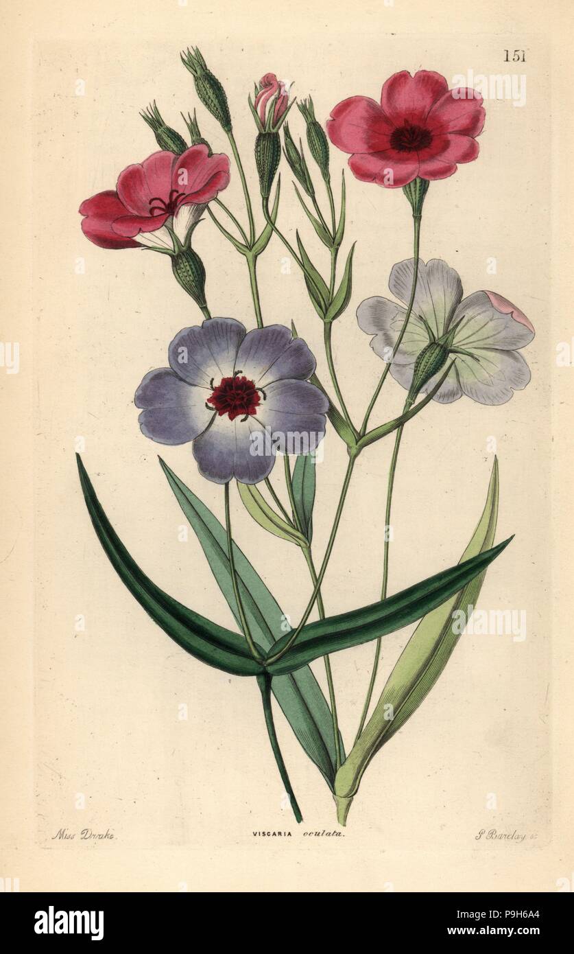 Rose of heaven, Silene coeli-rosa (Dark-eyed viscaria, Viscaria oculata). Handcoloured copperplate engraving by G. Barclay after Miss Sarah Drake from John Lindley and Robert Sweet's Ornamental Flower Garden and Shrubbery, G. Willis, London, 1854. Stock Photo