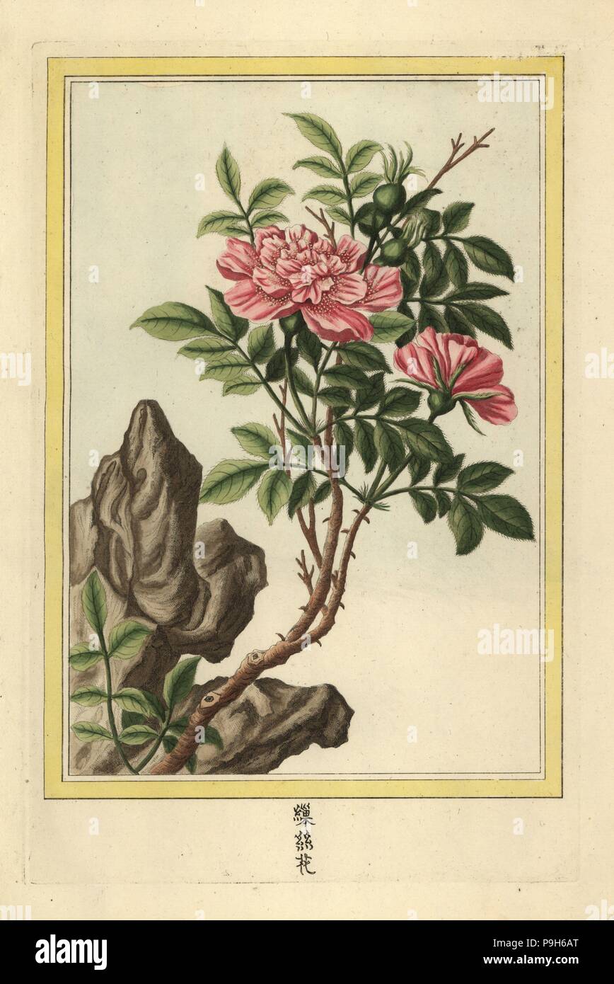 La Rose semi-double de la Chine. Chinse semi-double rose, Rosa species. Handcoloured etching from Pierre Joseph Buchoz' Collection precieuse et enluminee des fleurs les plus belles et les plus curieuses, qui se cultivent tant dans les jardins de la chine, que dans ceux de l'Europe, Paris, 1776. Stock Photo