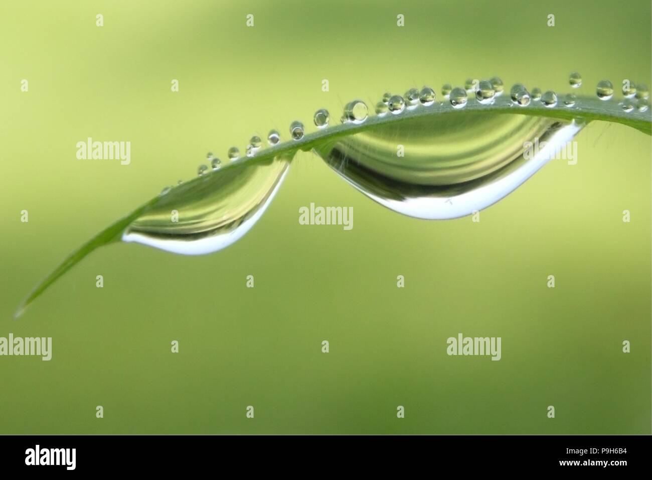 Dewdrops on a Blade of Grass Stock Photo - Alamy