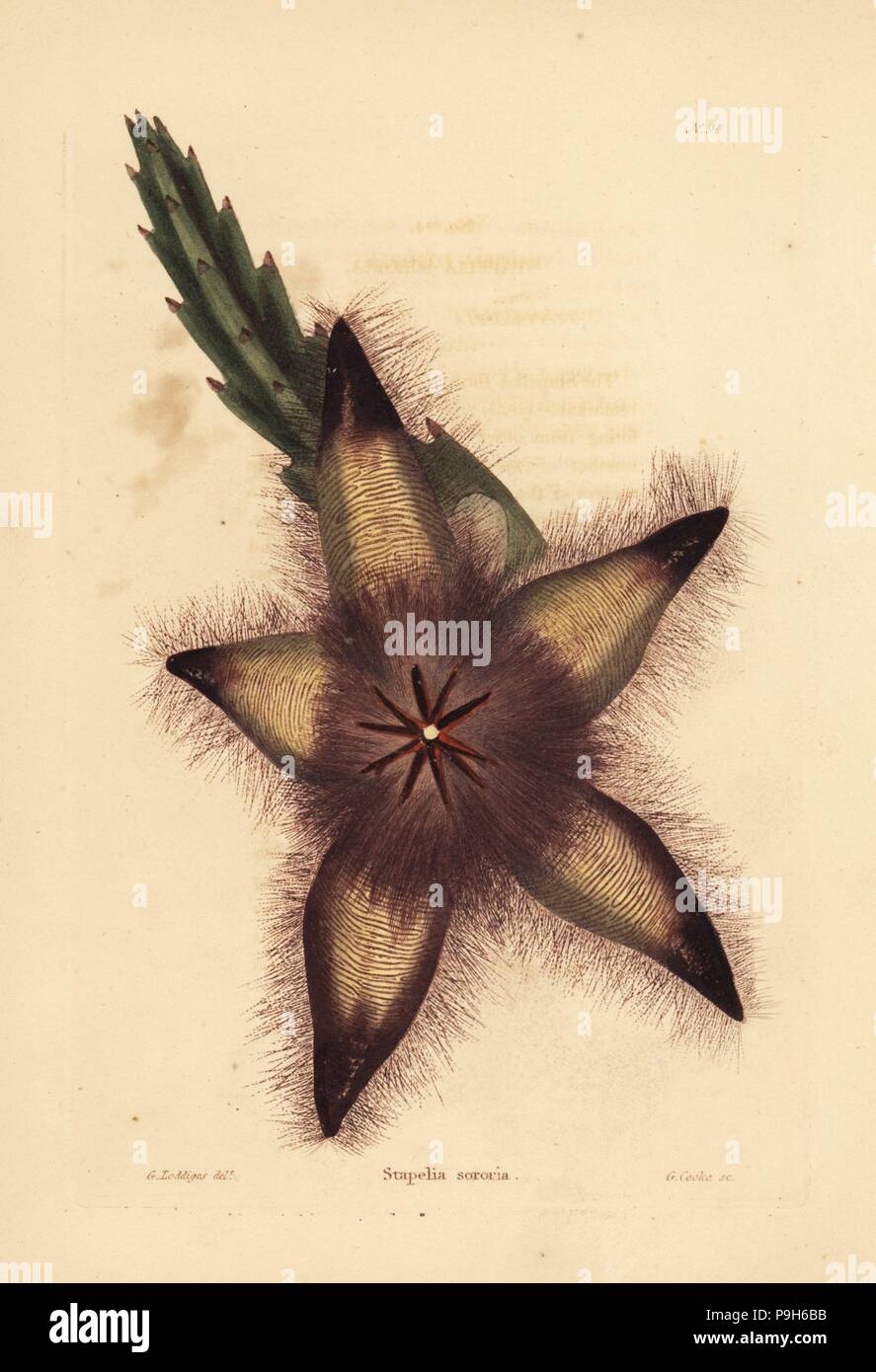 Gonostemon grandiflorus var. sororius (Stapelia sororia). Handcoloured copperplate engraving by George Cooke after George Loddiges from Conrad Loddiges' Botanical Cabinet, Hackney, 1817. Stock Photo