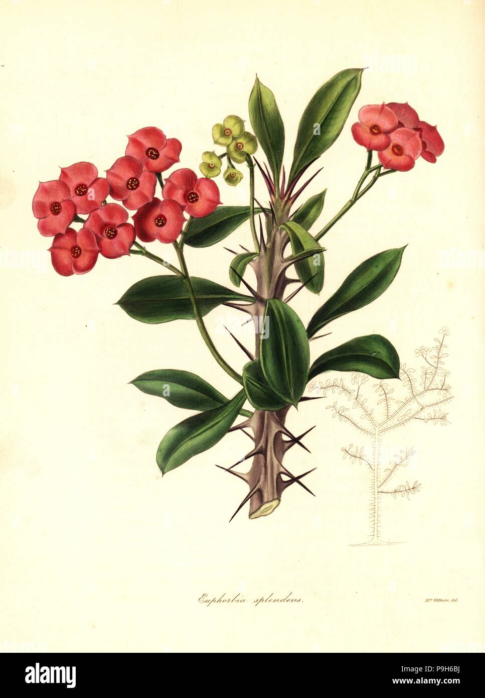 Crown of thorns, Christ plant or Christ thorn, Euphorbia milii var. splendens (Spendid euphorbia, Euphorbia splendens). Handcoloured copperplate engraving after a botanical illustration by Mrs Augusta Withers from Benjamin Maund and the Rev. John Stevens Henslow's The Botanist, London, 1836. Stock Photo