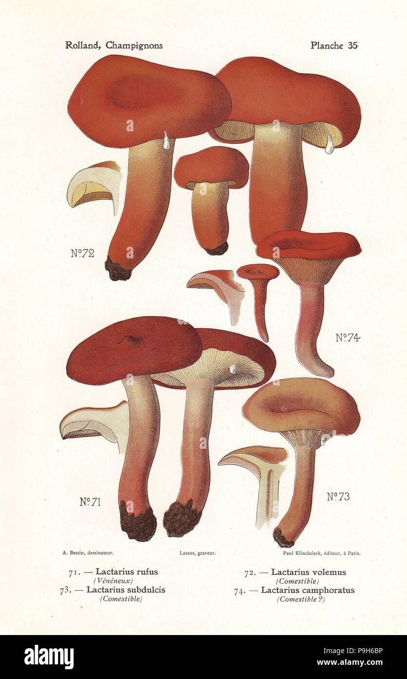Rufous or red milkcap, Lactarius rufus, weeping milkcap, Lactifluus volemus, Lactarius volemus, mild milkcap, Lactarius subdulcis and candy cap or curry milkcap, Lactarius camphoratus. Chromolithograph by Lassus after an illustration by A. Bessin from Leon Rolland's Guide to Mushrooms from France, Switzerland and Belgium, Atlas des Champignons, Paul Klincksieck, Paris, 1910. Stock Photo