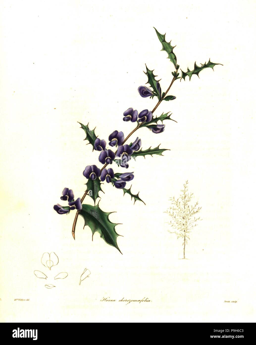 Holly-leaved hovea, Hovea chorizemifolia (Chorizema-leaved hovea, Hovea chorizemaefolia). Handcoloured copperplate engraving by S. Nevitt after a botanical illustration by Mrs Augusta Withers from Benjamin Maund and the Rev. John Stevens Henslow's The Botanist, London, 1836. Stock Photo