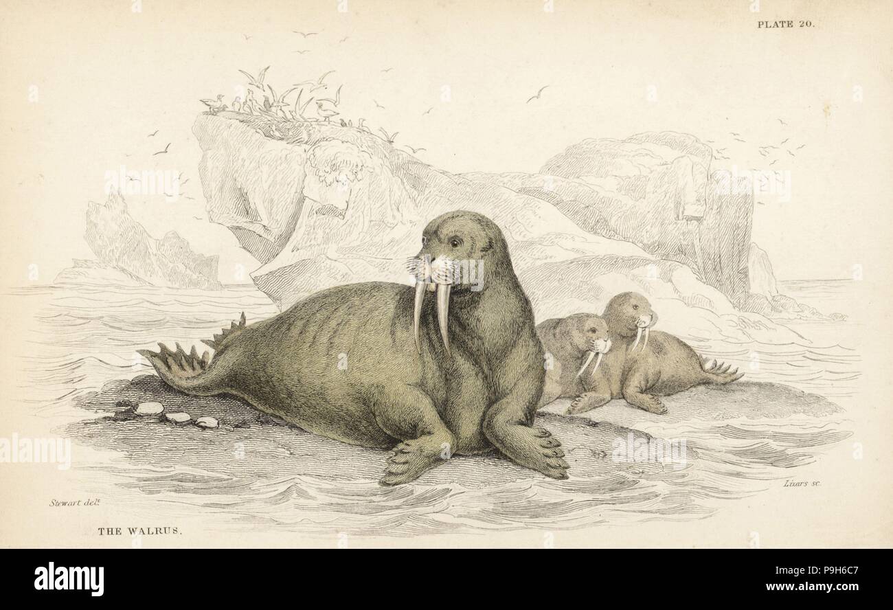 The naturalist's library lizars hi-res stock photography and